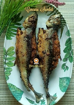 Gambar Cencaru Sumbat