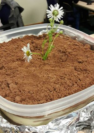 A picture of Chocolate Dirt.