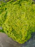 Salsa Verde