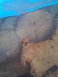 Pan de maíz