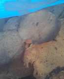 Pan de maíz