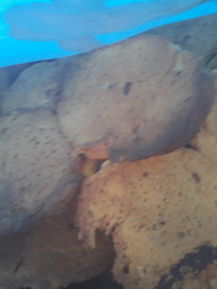 Una foto de Pan de maíz