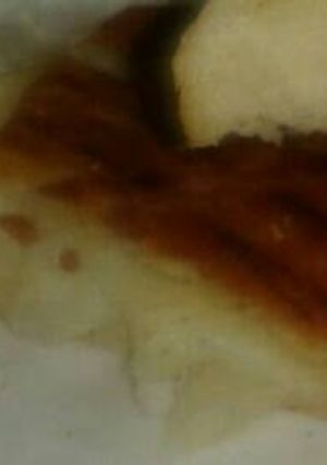 A picture of Chesse bread.