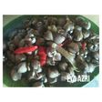 Kerang dara saus tiram