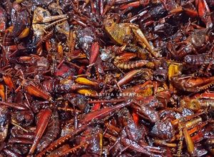 Foto resep Walang Goreng (Belalang Goreng)