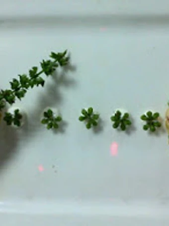 Simple Way Prepare Recipe Grilled corn &amp; Corn salad that is Can Pamper Your Tongue, Can Spoil the Tongue}