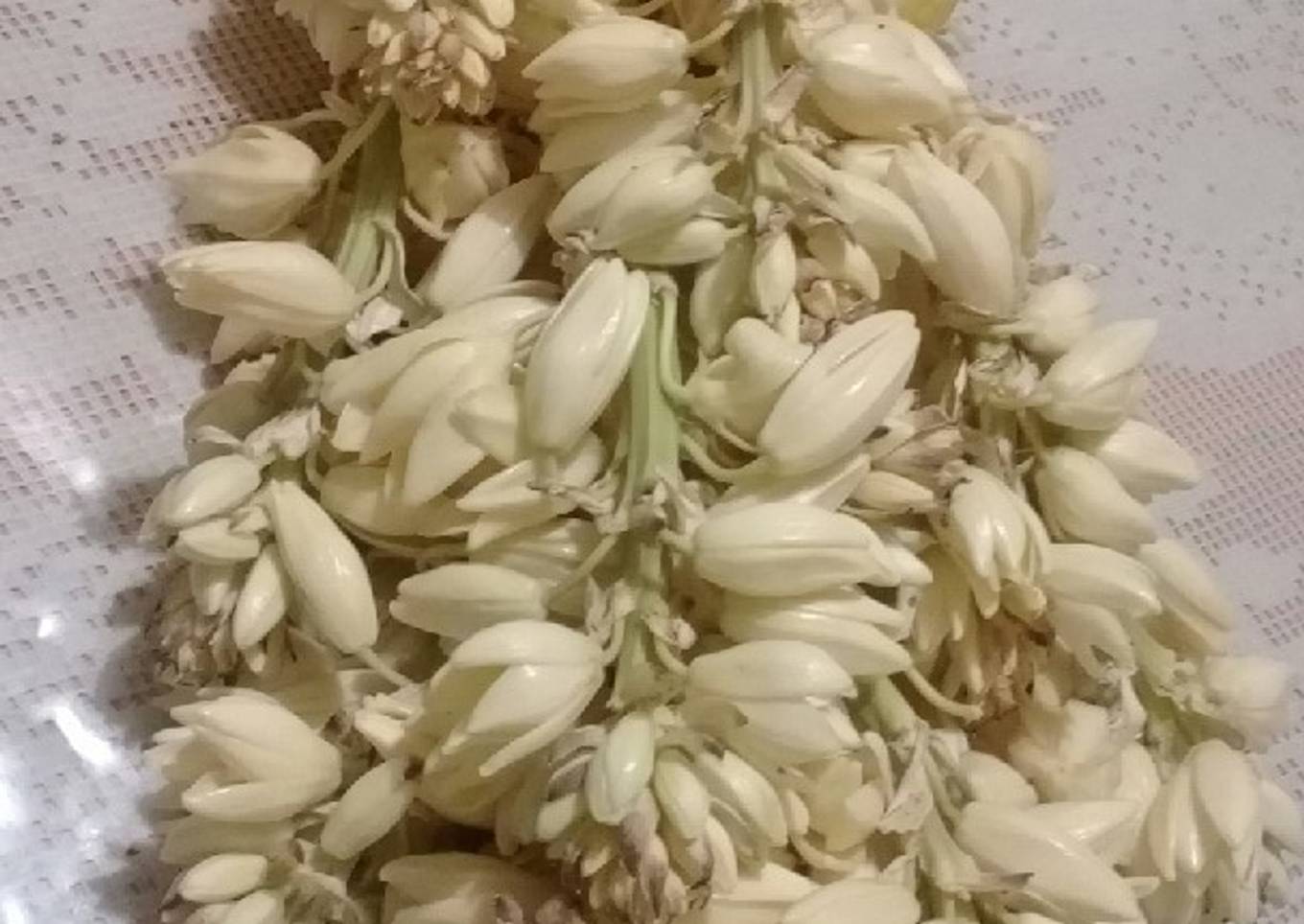 Flor de pita o Chocha 🌵🌼