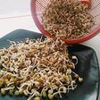 Tauge kacang ijo