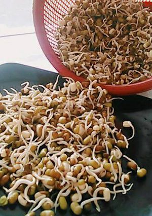 Foto resep Tauge kacang ijo