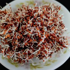 A picture of Sprouted Ragi.