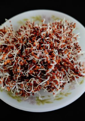 A picture of Sprouted Ragi.