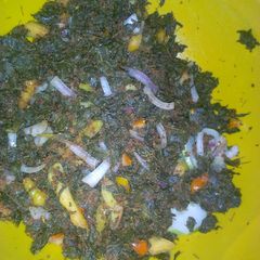 A picture of Moringa salad.
