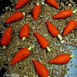 Carrot sandesh