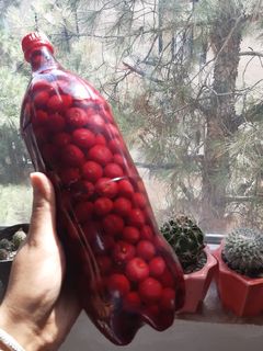 عکسی از دستور ترشی آلبالو 😋😋😋