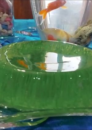 عکسی از دستور ژله سبزه1401😍🐯