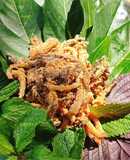 Nấm trộn thính cuốn lá sung