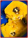 Dates & mangoes delight