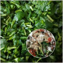 A picture of Green Salad.