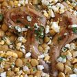 Conejo guisado con garbanzos
