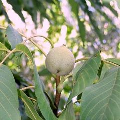 A picture of Karydaki (fresh walnut) spoon sweet.