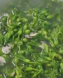 Canh Hoa thiên lý nấu ngao(hến)