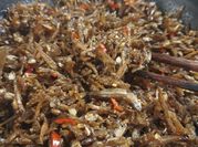 Hình ảnh của cá cơm khô