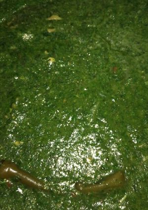 صورة لوصفة ملوخية دجاج