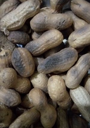 A picture of Garam penuts.