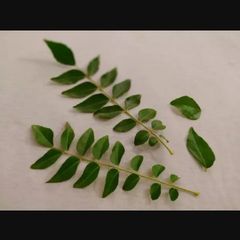 A picture of Dry karri patta.
