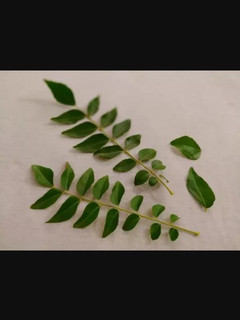 A picture of Dry karri patta.