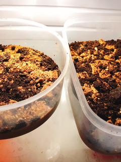 Foto resep Silky pudding puyo coklat toping oreo regal