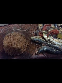 صورة لوصفة صينيه سردين ورز صياديه