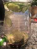 Agua Detox