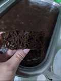 Brownana