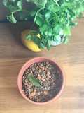 Lentil Vinaigrette🌱🪴