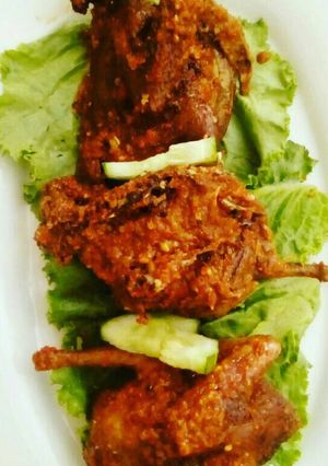 A picture of Spicy pigeon.