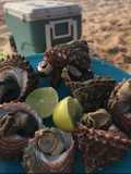 🐚Caracoles de Mar🍋