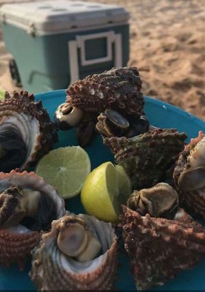 Una foto de 🐚Caracoles de Mar🍋