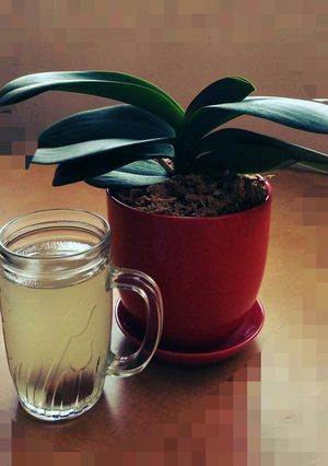 養生酸梅苦瓜汁 的食譜成品照片