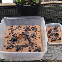 รูปของ Bolu kukus coklat