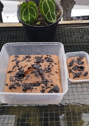 Foto resep Bolu kukus coklat