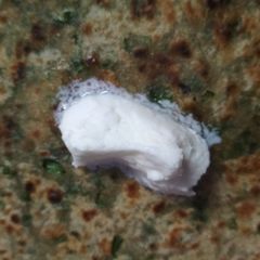 A picture of Methi paratha.