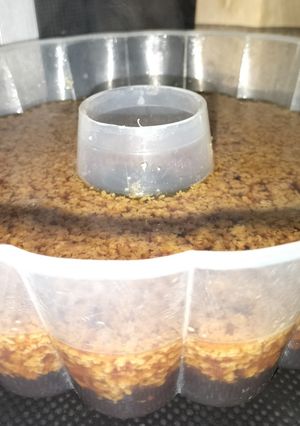 Foto resep Puding lumut gula merah