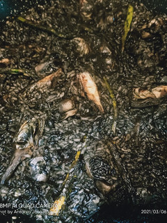 Una foto de Arroz con alcachofas y sepia