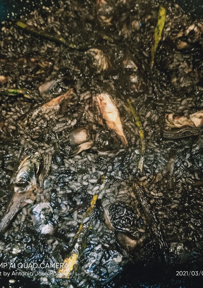 Una foto de Arroz con alcachofas y sepia