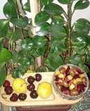 🍇سالاد میوه جات 🍒