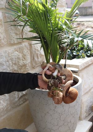 صورة لوصفة فطر
