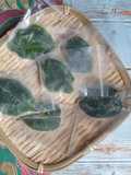 Tips : Menyimpan Daun Limau purut