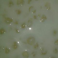 Sabudane ki kheer A picture of Sabudane ki kheer.