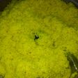 Nasi Kuning Pulen